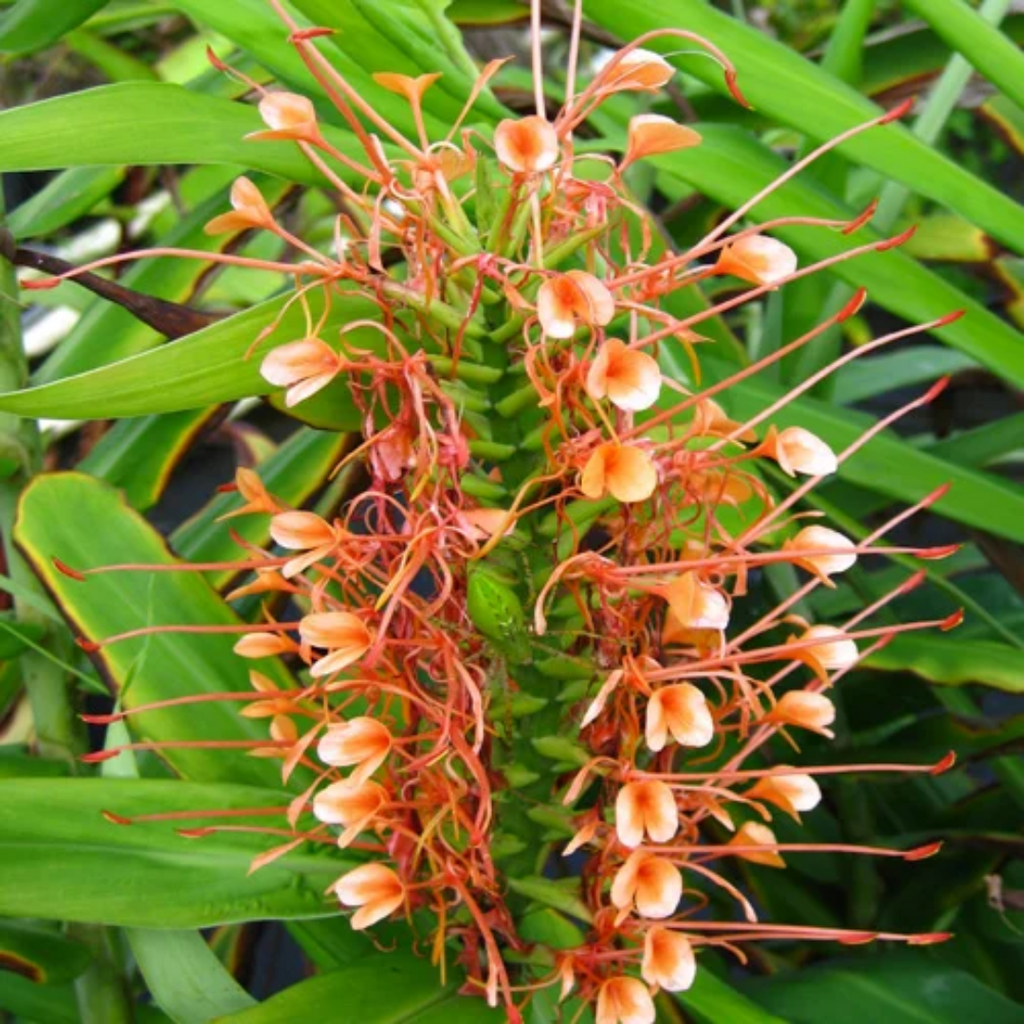 Kapoor Kachri / Ginger Lily / Hedychium Coronarium / کپور کچری