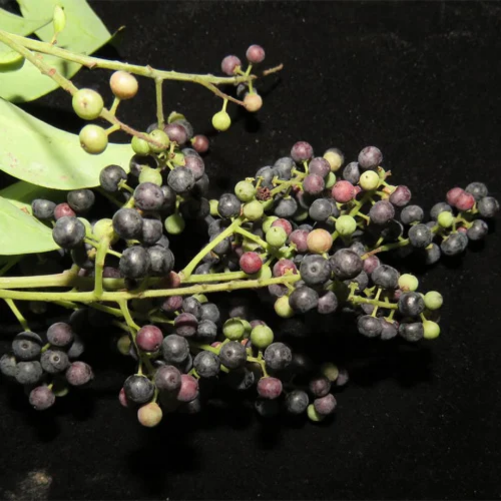 Bao Barrang / False Black Pepper / Embelia Ribes / واورنگ