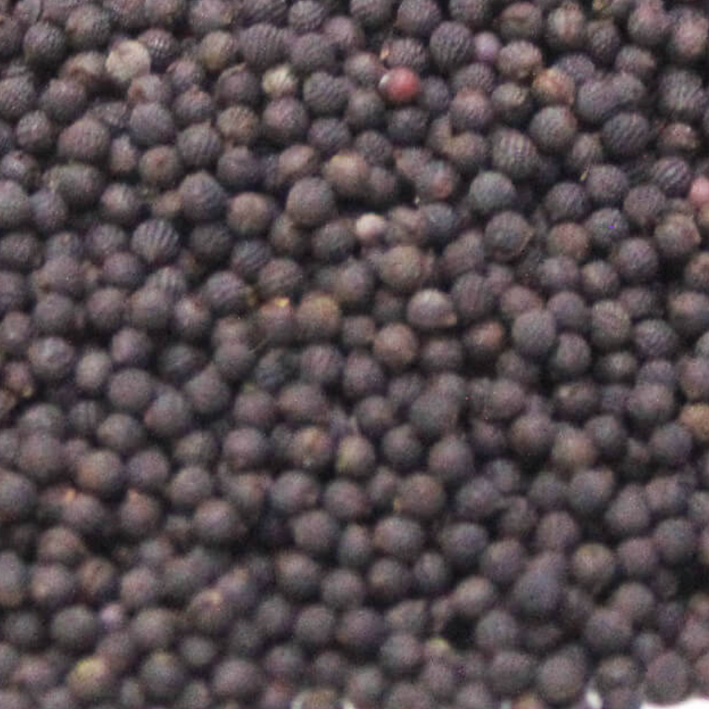 Kateri Seeds / Tukhm e Satyanasi/Solanum Virginianum ستیاناسی