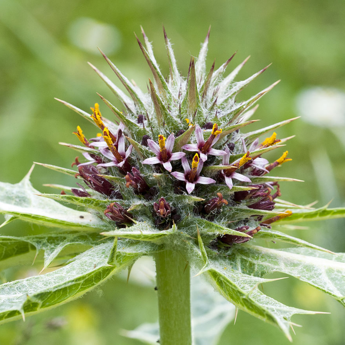 Habbul Zulam / Gundelia Seeds / Sissi / حب الزلم