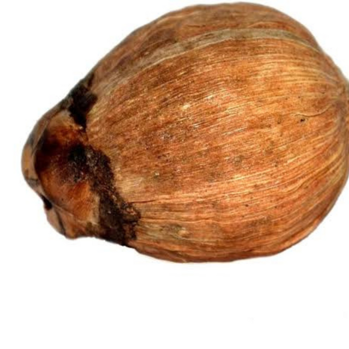 Naryal daryai / Sea Coconut / Lodoicea / ناریل دریائی