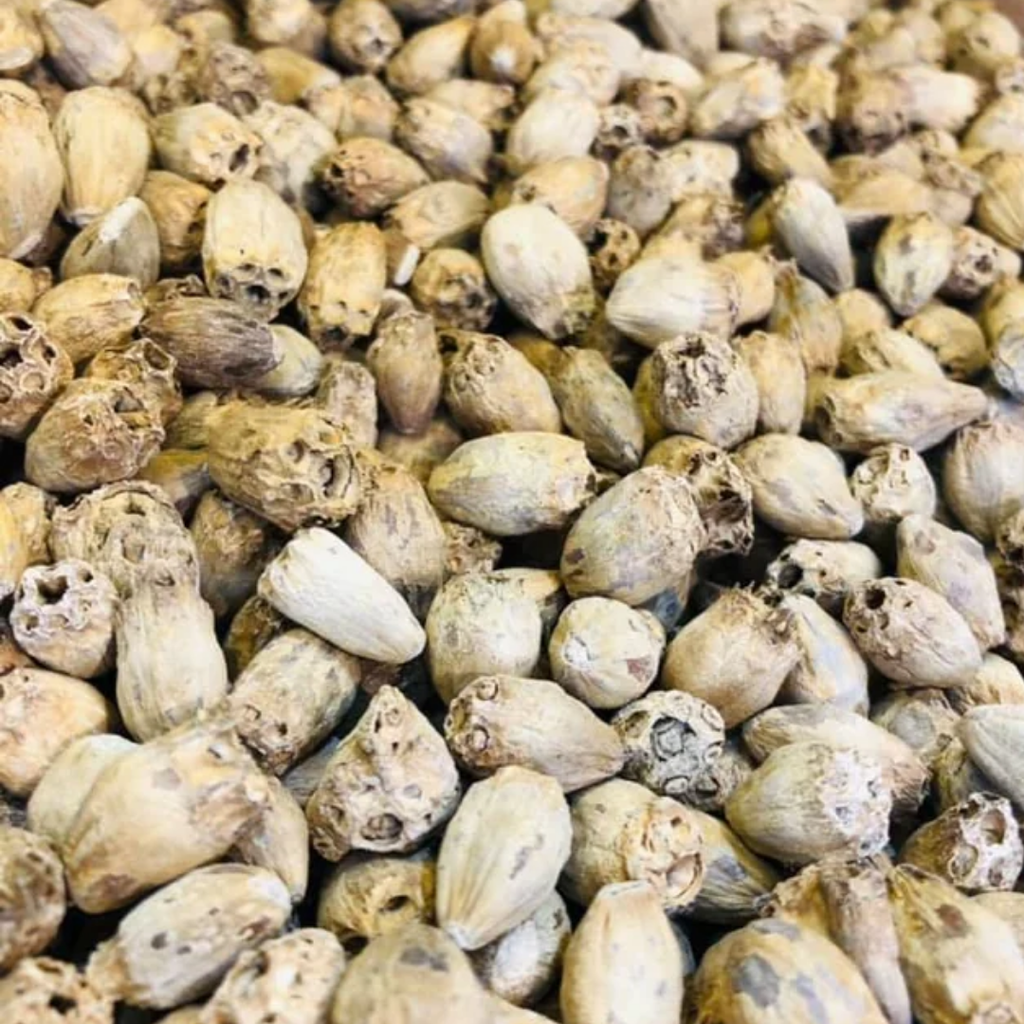 Habbul Zulam / Gundelia Seeds / Sissi / حب الزلم