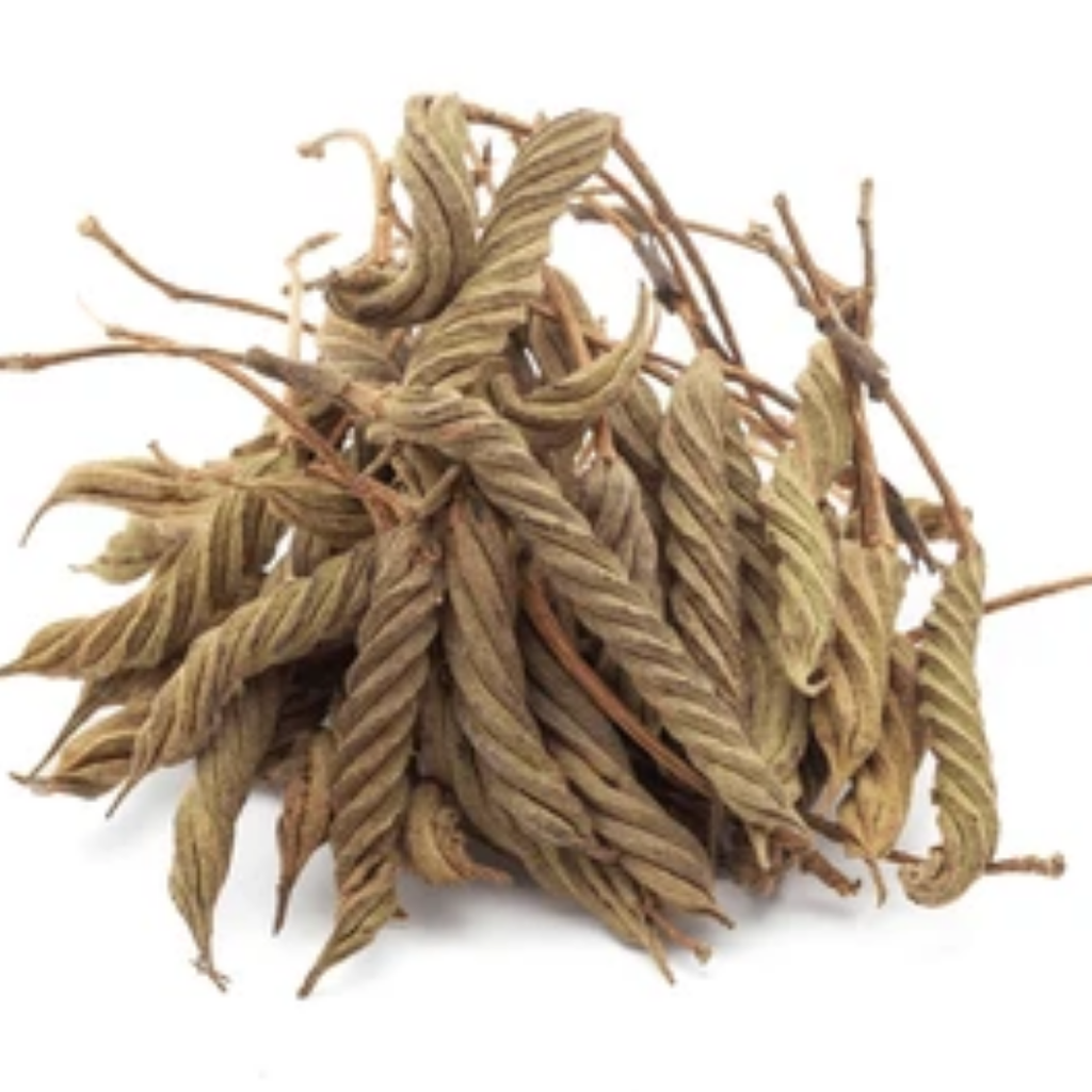 Maror Phalli Indian / Screw Tree / مروڑ پھلی
