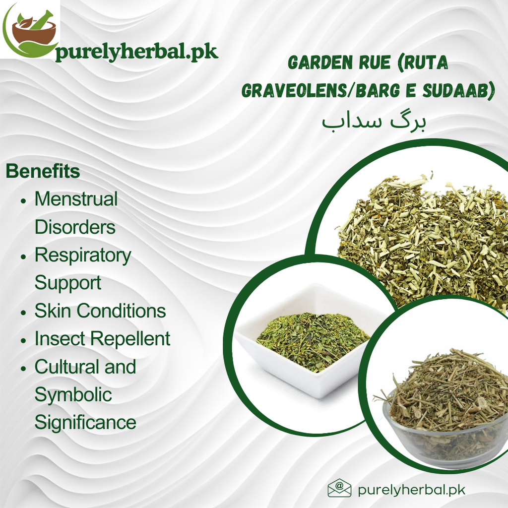 Barg e Sudaab / Garden Rue / Ruta Graveolens / برگ سداب