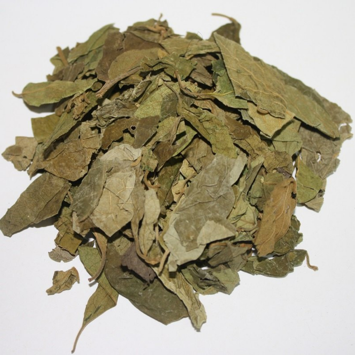 Gurmaar booti /  Gymnema Sylvestre  گڑ ماربوٹی