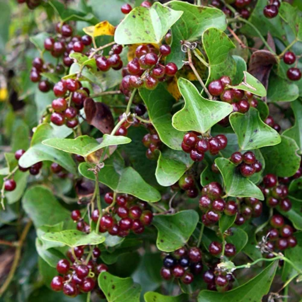 Ushba / Mexican Sarsaparilla / Smilax / عشبہ