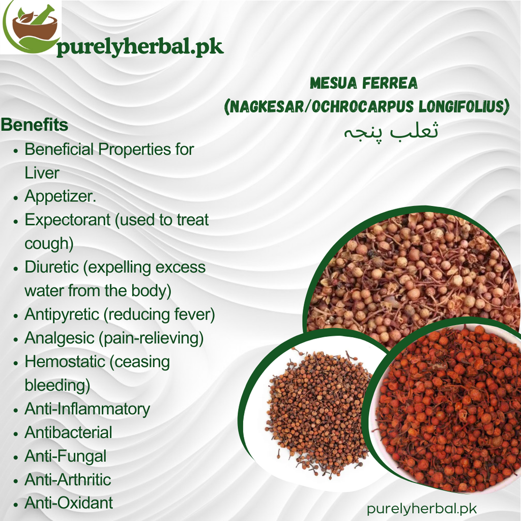 Nagkesar / Mesua Ferrea / Ochrocarpus Longifolius ناگ کیسر
