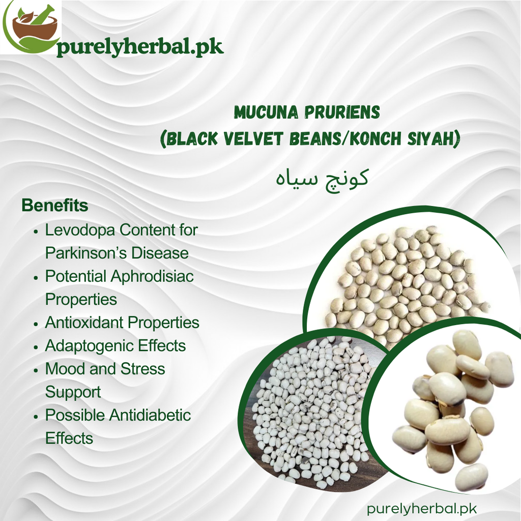 Konch Siyah / Mucuna Pruriens / Black Velvet Beans / کونچ سیاہ