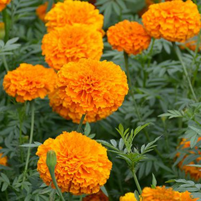 Gende Ka Phool / Marigold / Calendula Flower گیندے کے پھول