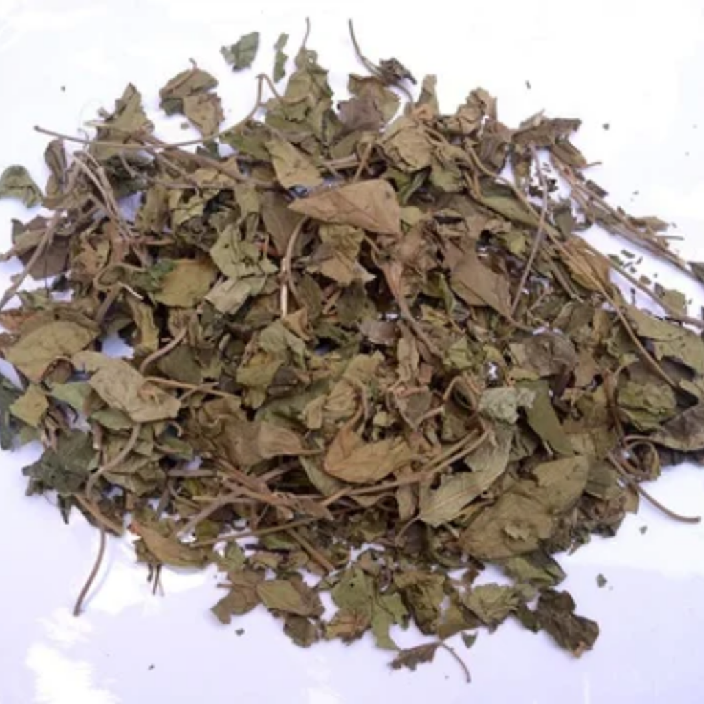 Gurmaar booti /  Gymnema Sylvestre  گڑ ماربوٹی