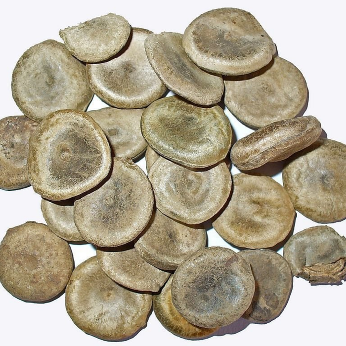 Kuchla / Nux Vomica / Strychnine / کچلہ