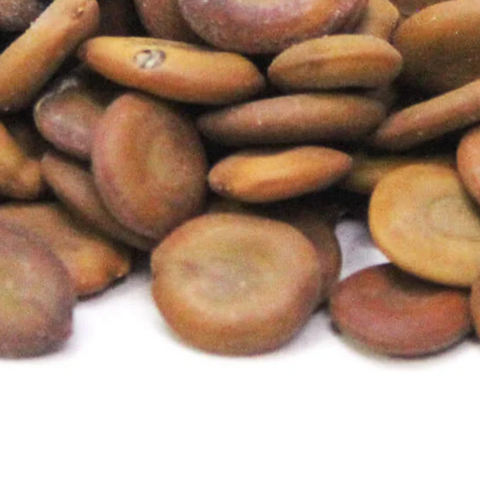Tukhm e Sars / Lebbek Tree Seeds / Albizia lebbeck تخم سرس