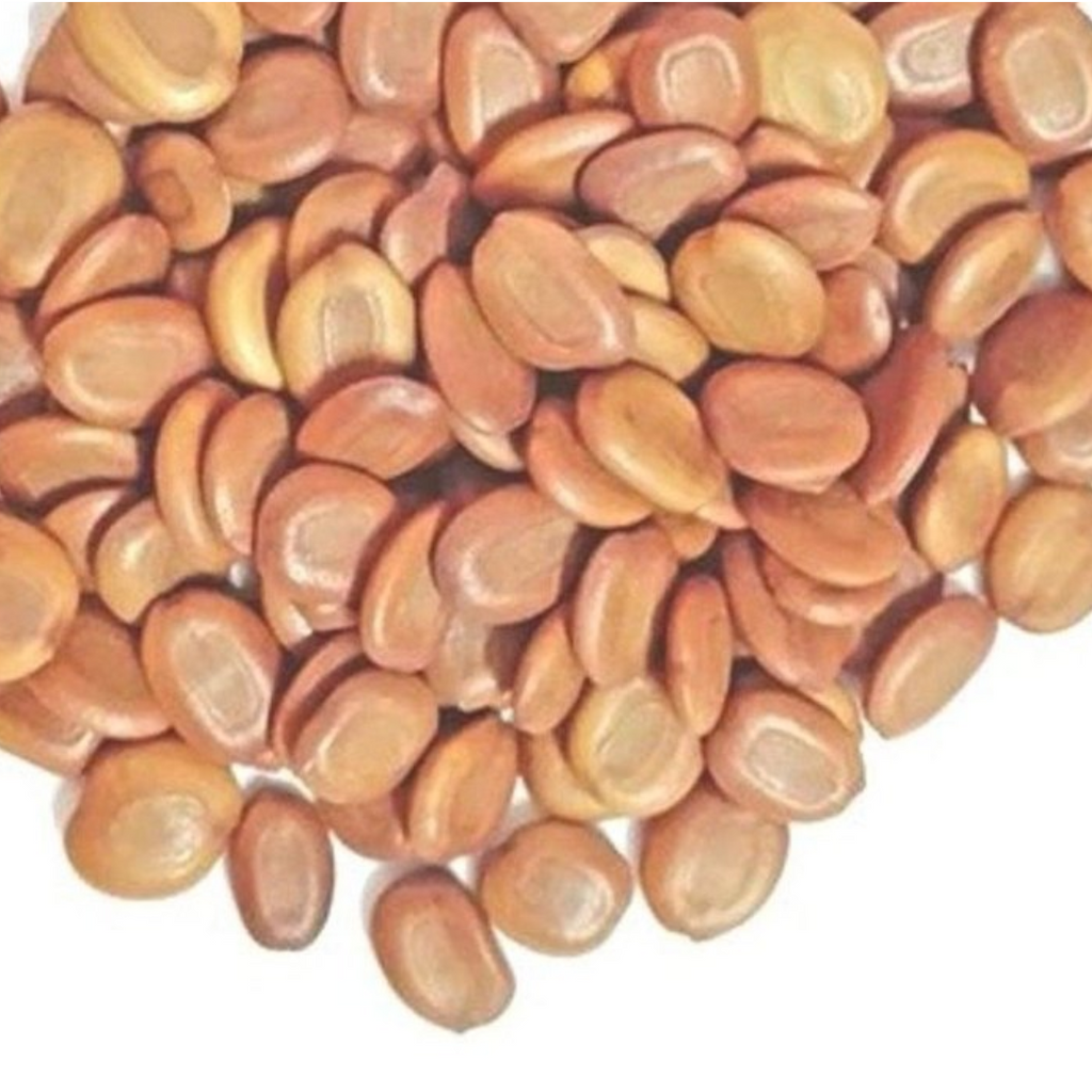 Tukhm e Sars / Lebbek Tree Seeds / Albizia lebbeck تخم سرس