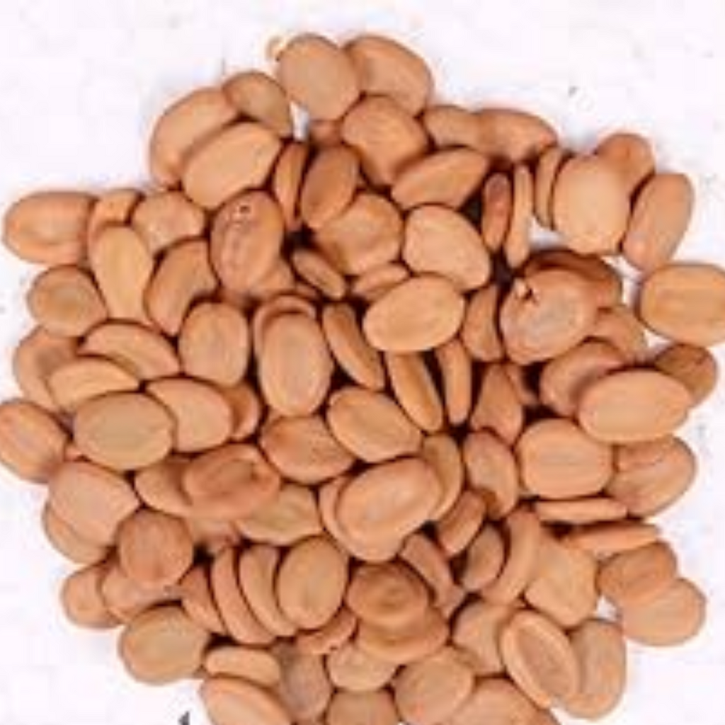 Tukhm e Sars / Lebbek Tree Seeds / Albizia lebbeck تخم سرس
