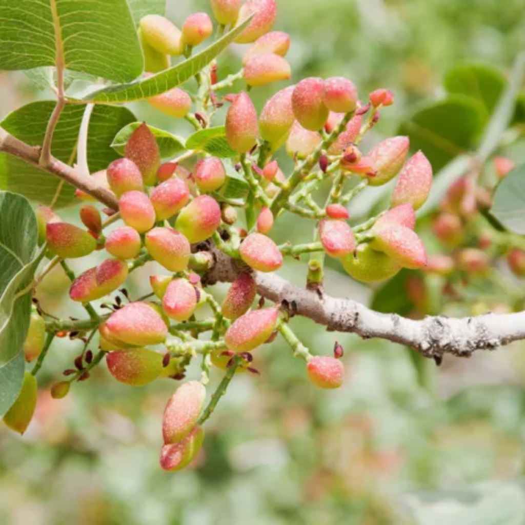 Habbul Khizra / Pistacia Atlantica / Mastic Seeds  حب الخضرا