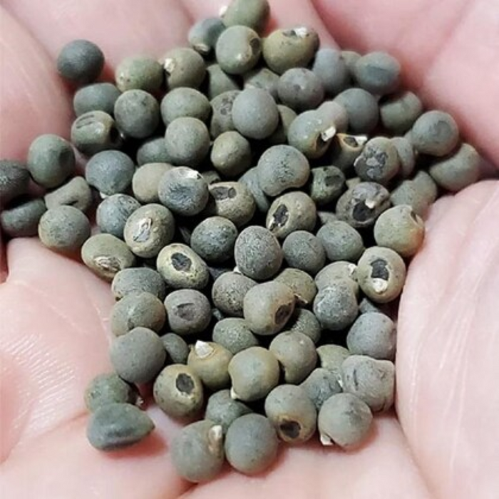 Tukhm e Bhindi / Lady Finger Seeds / تخم بھنڈی