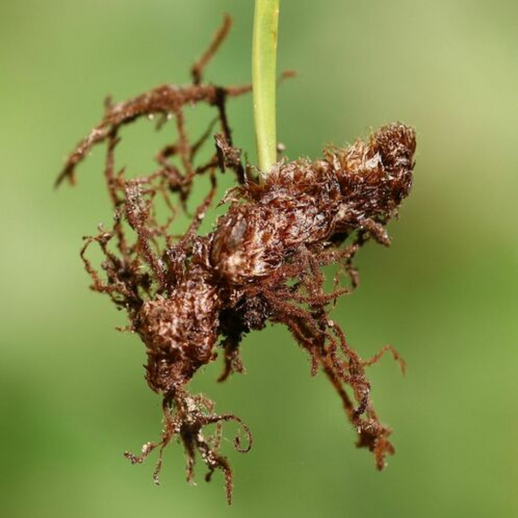 Besfaij / Polypody Root / بسفائج