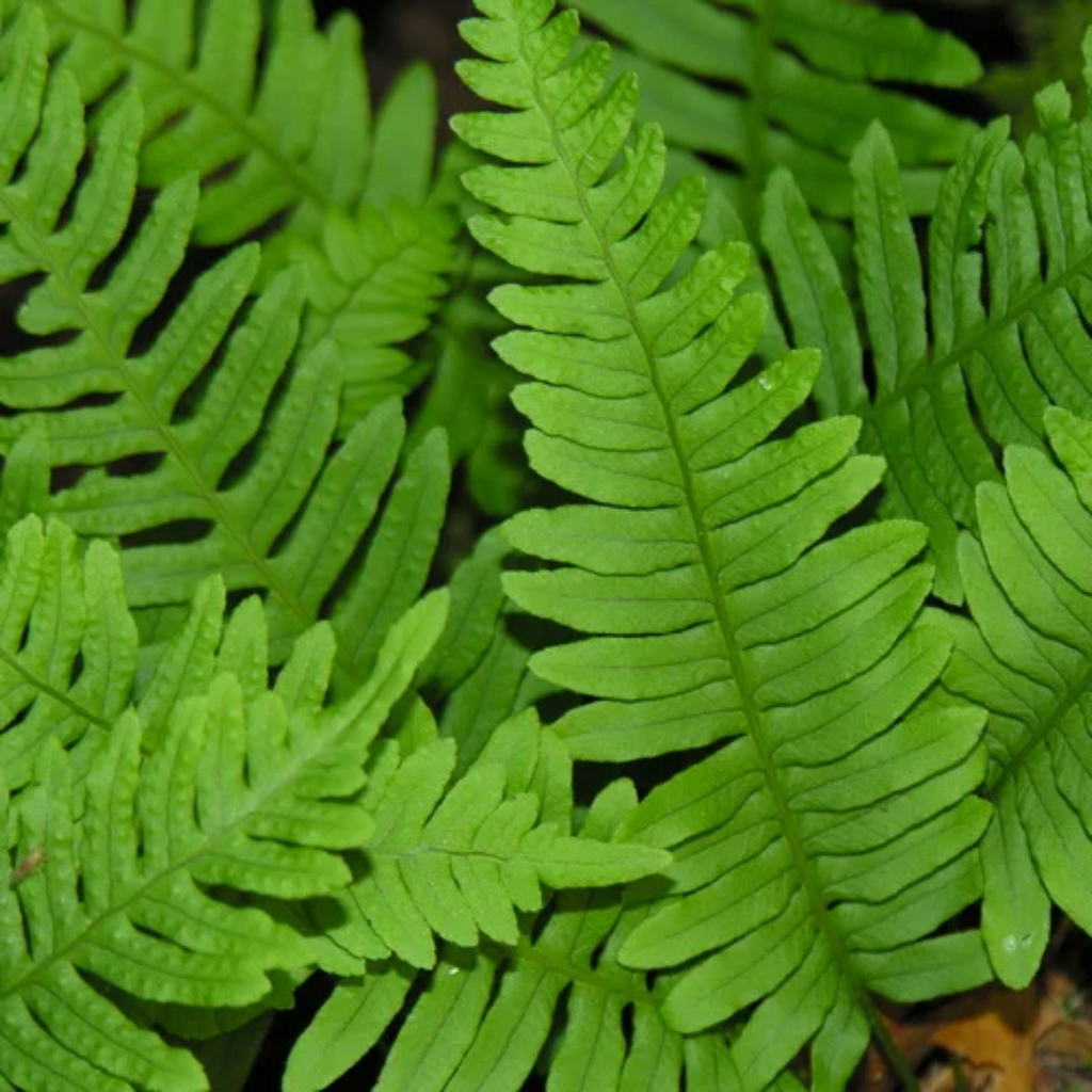 Besfaij / Polypody Root / بسفائج