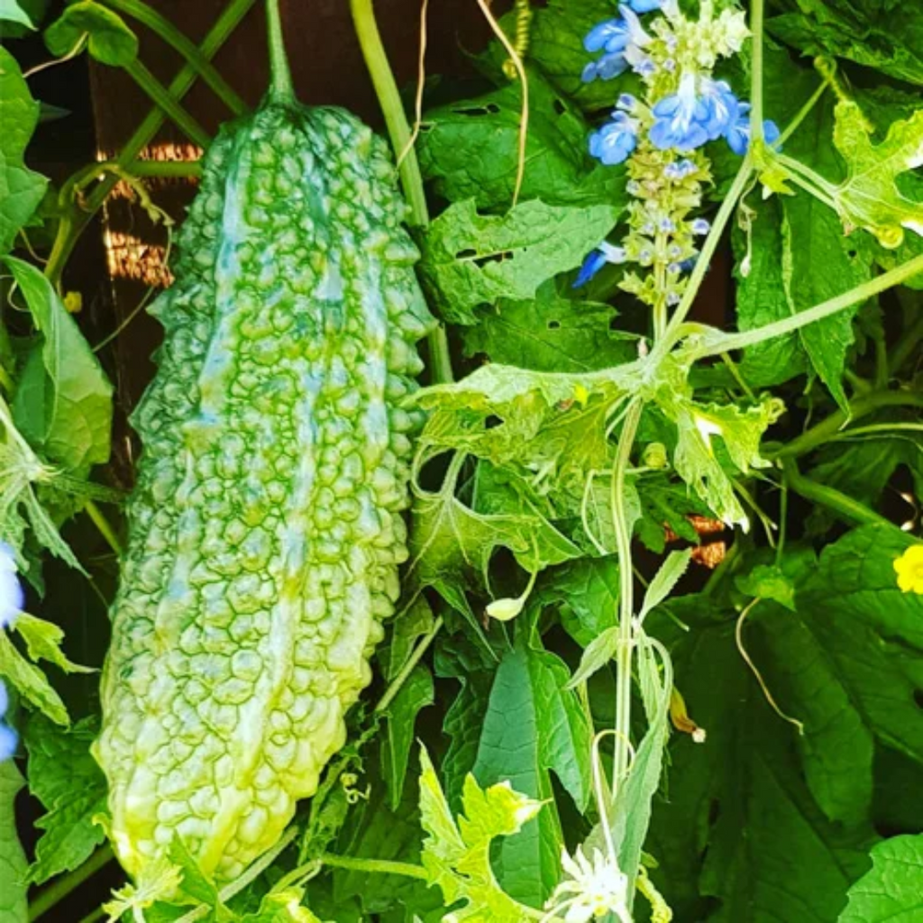 Tukhm e Karela / Bitter Gourd Seeds / تخم کریلہ