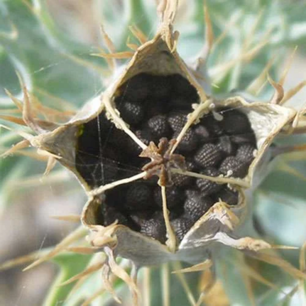Tukhm e Satenasee / Mexican Poppy Seeds / تخم ستیناسی