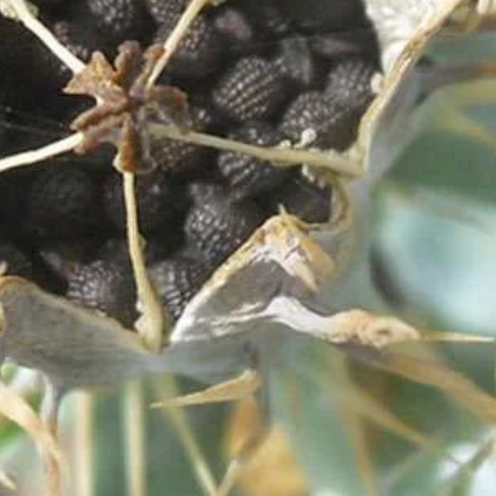 Tukhm e Satenasee / Mexican Poppy Seeds / تخم ستیناسی