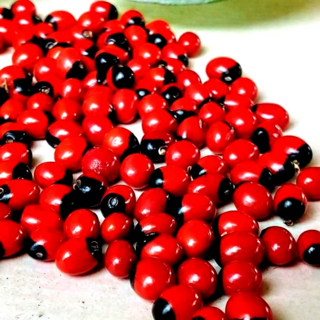Ratti Surkh / Red Ghungchi Seeds / رتی سرخ