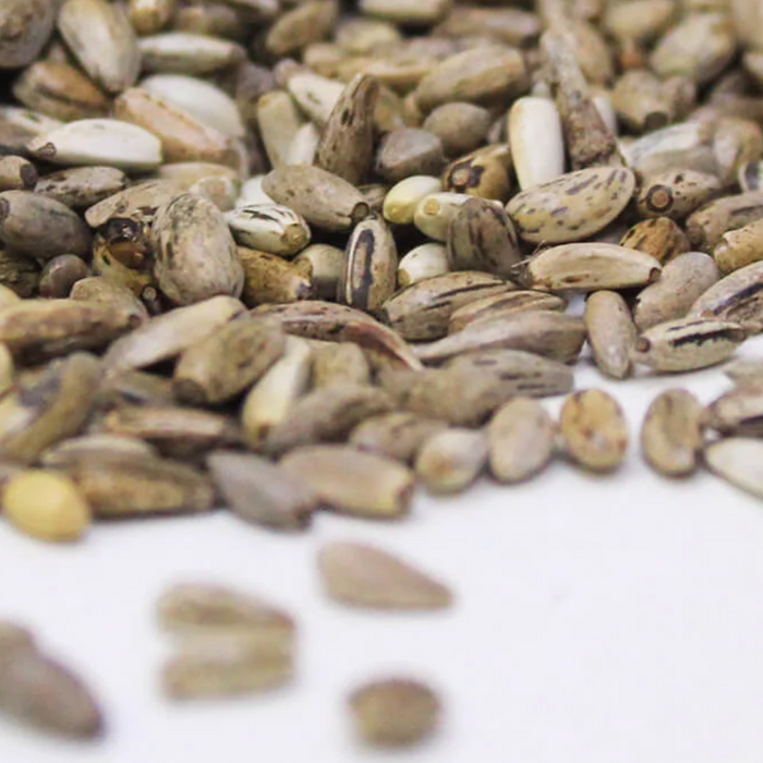 Onth Khatara / Milk Thistle Seed / بیج اونٹ کٹارہ