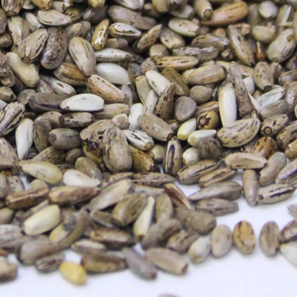 Onth Khatara / Milk Thistle Seed / بیج اونٹ کٹارہ