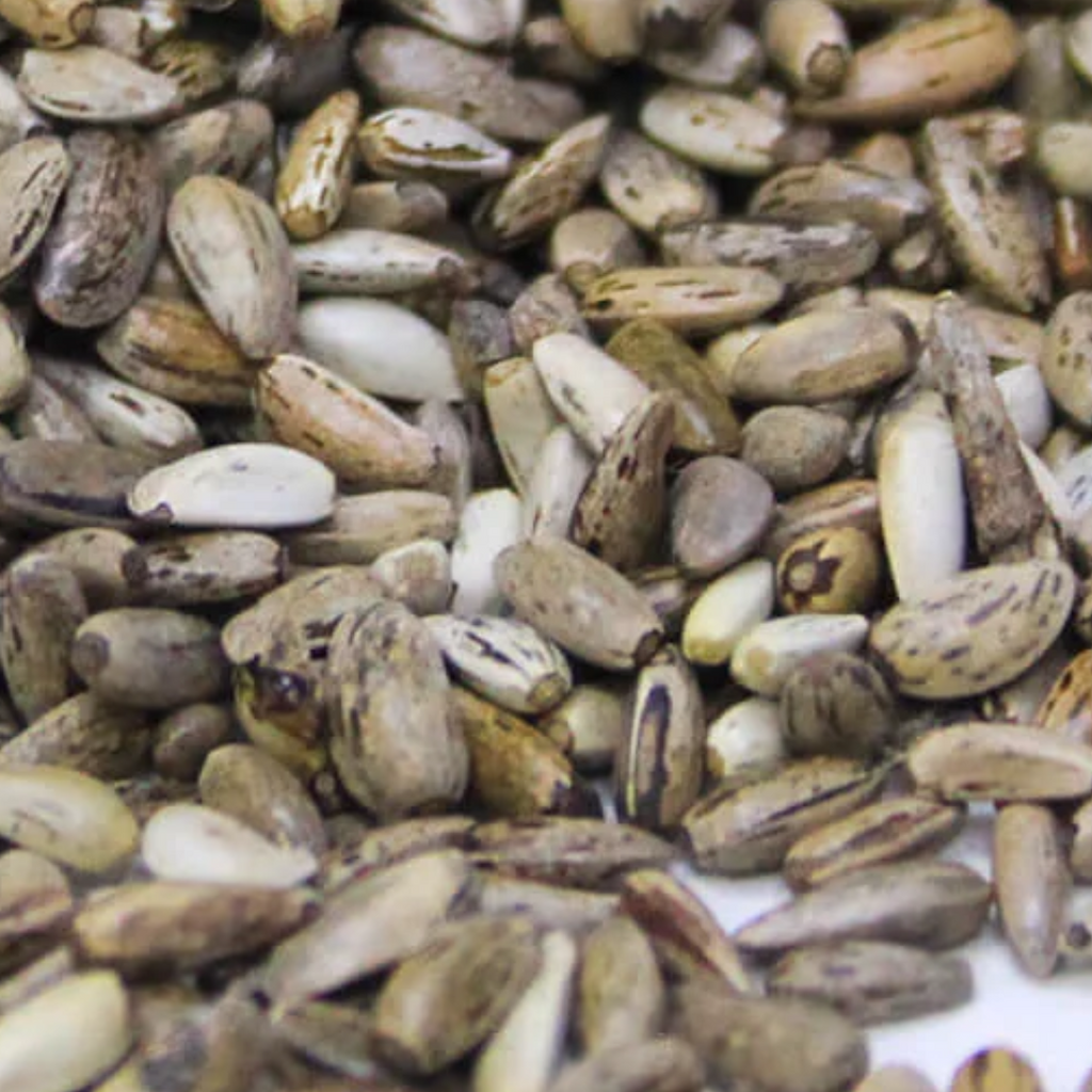 Onth Khatara / Milk Thistle Seed / بیج اونٹ کٹارہ