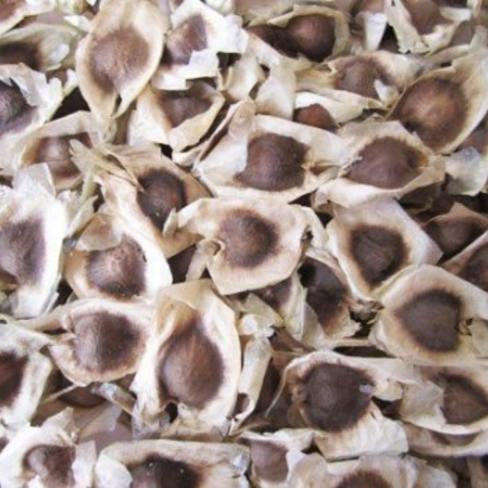 Tukhm e Suhanjna / Moringa Seeds / تخم سھانجنہ