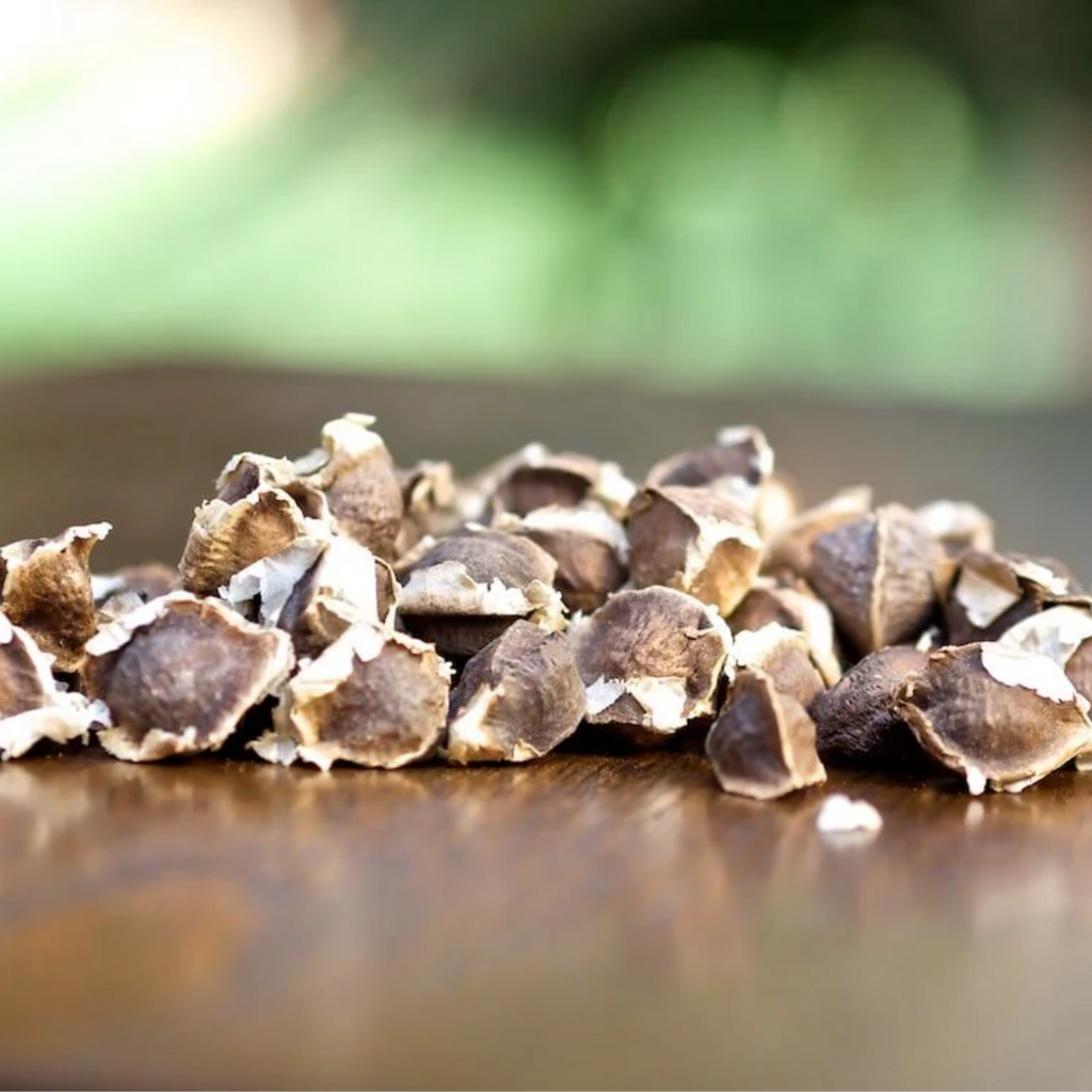 Tukhm e Suhanjna / Moringa Seeds / تخم سھانجنہ