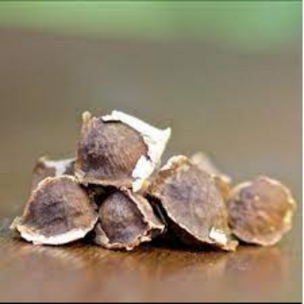 Tukhm e Suhanjna / Moringa Seeds / تخم سھانجنہ