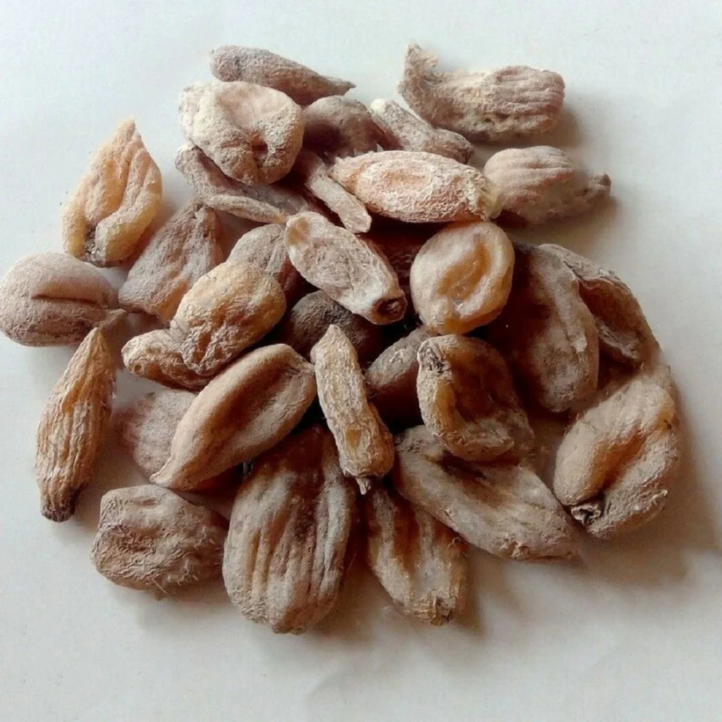 Salab Misri / Salep Orchid ثعلب مصری