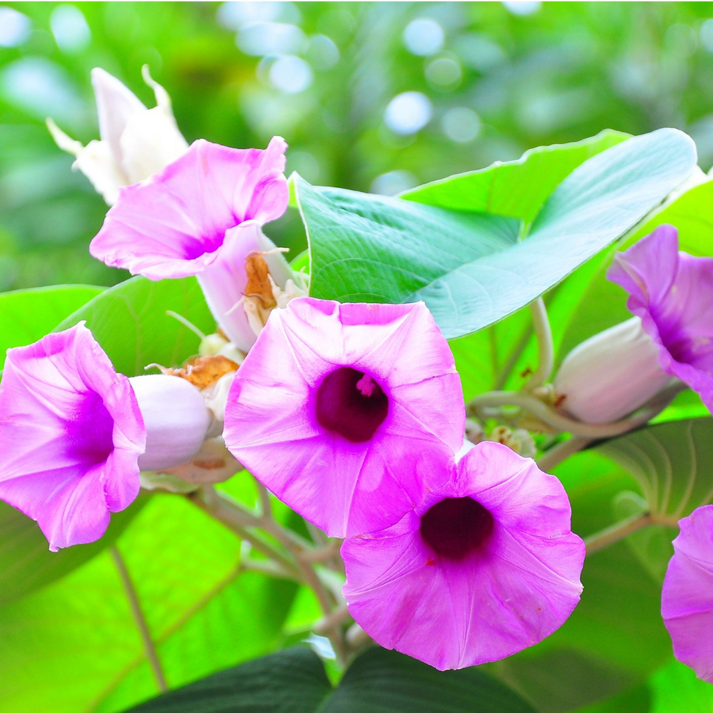 Bekh Badhara / Hawaiian Baby Woodrose / Argyreia Nervosa Root بدھارا