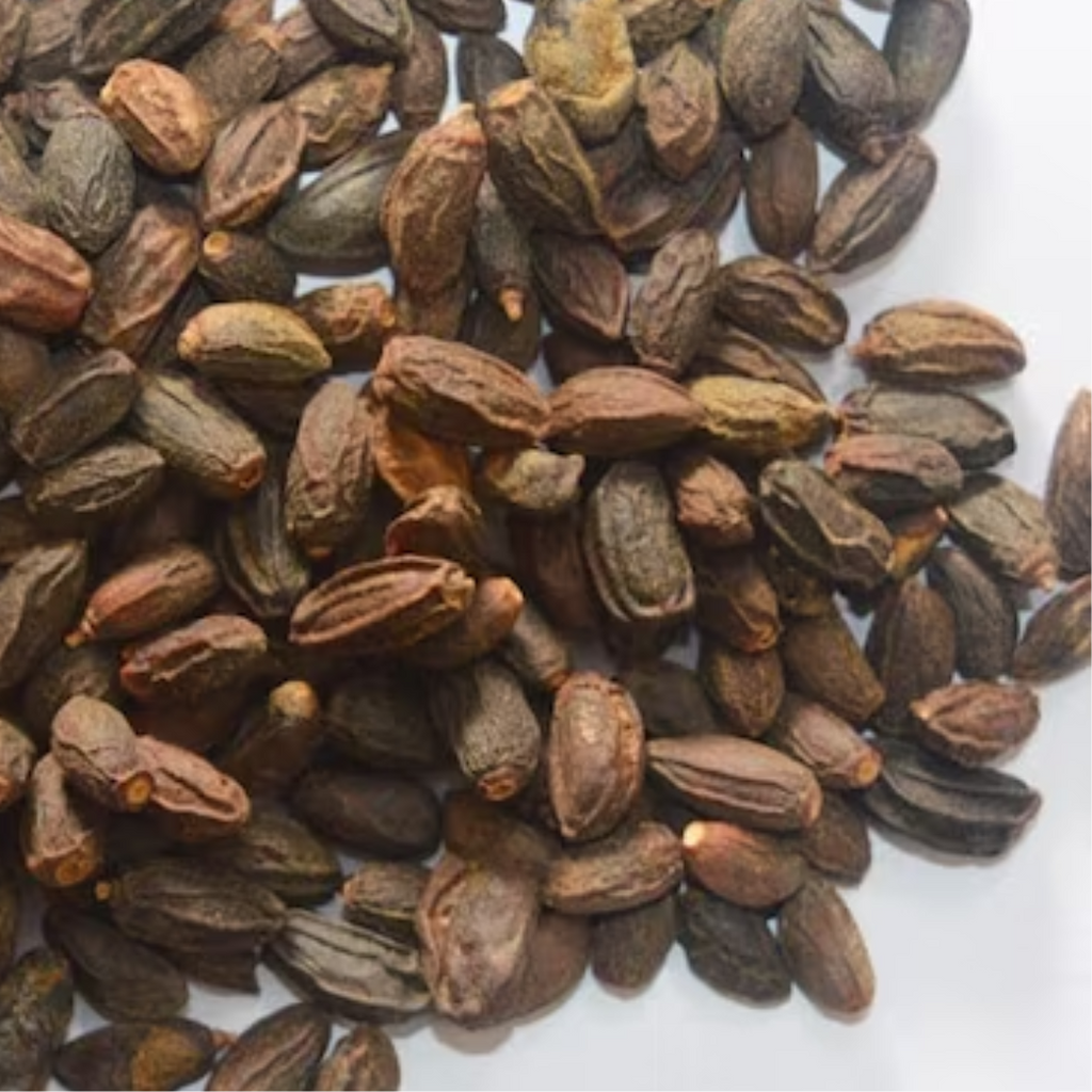 Tukhm e Neem / Neem Seeds /  تخم نیم