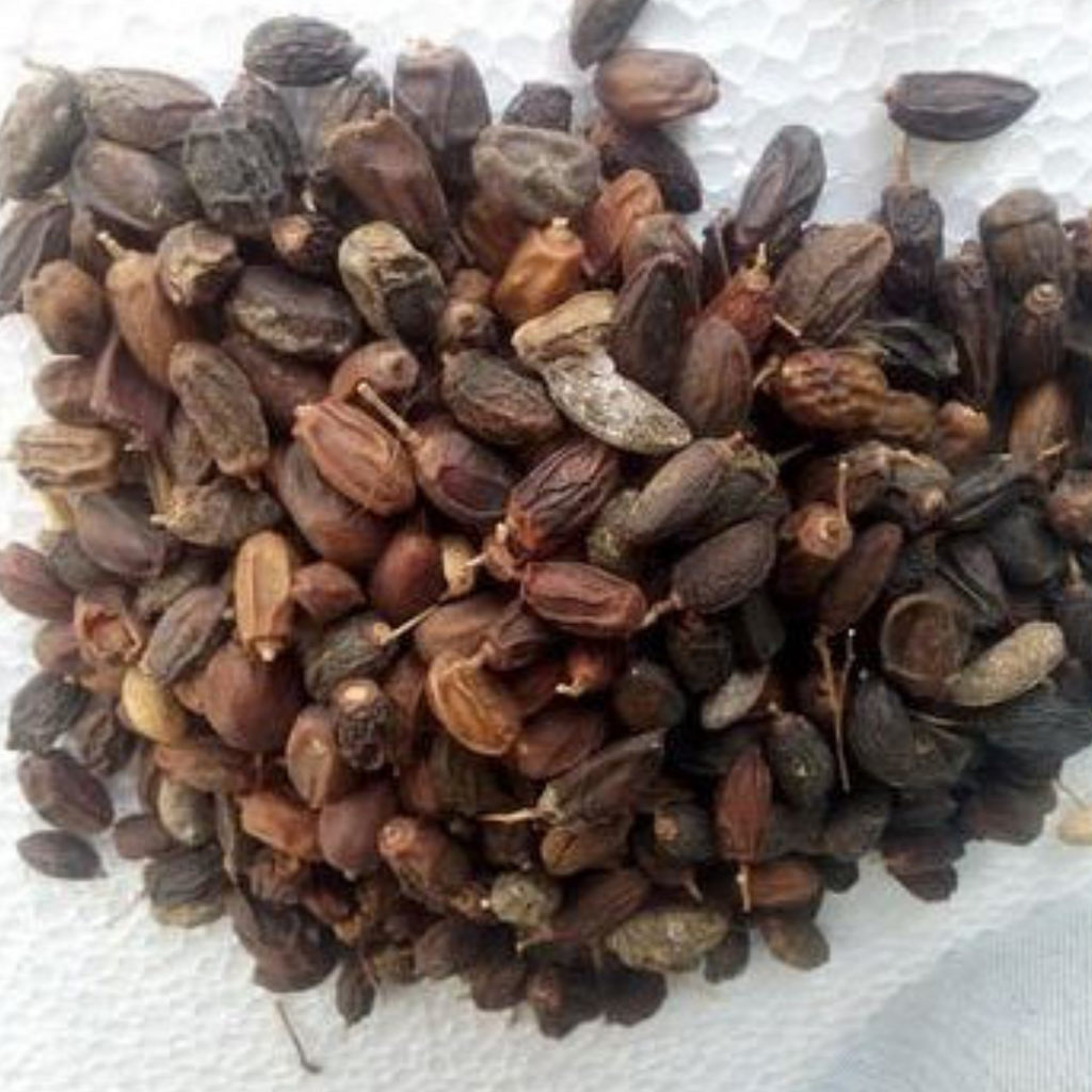 Maghaz Neem / Neem Seeds Unshelled / مغز نیم