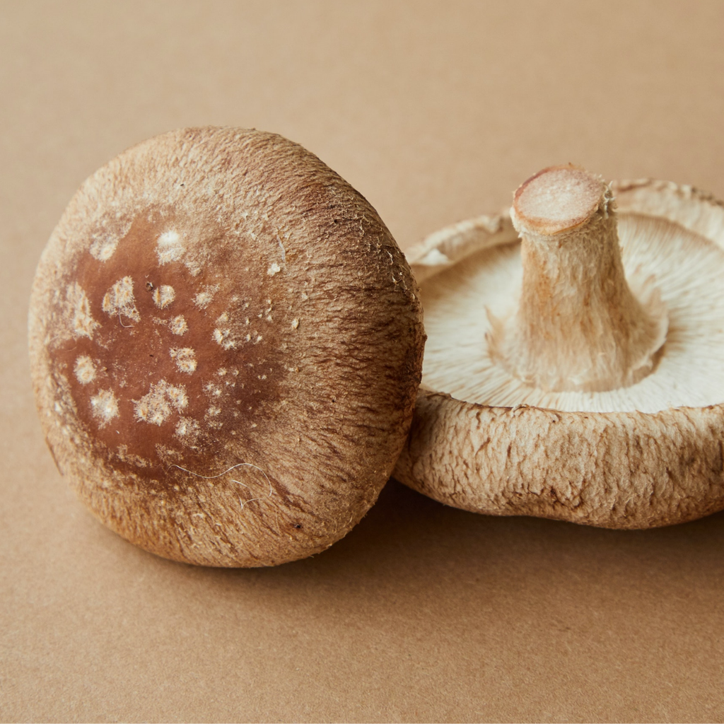 Khumbi mushroom / Shitake Mushrooms / Lentinula edodes / کھنبی مشروم