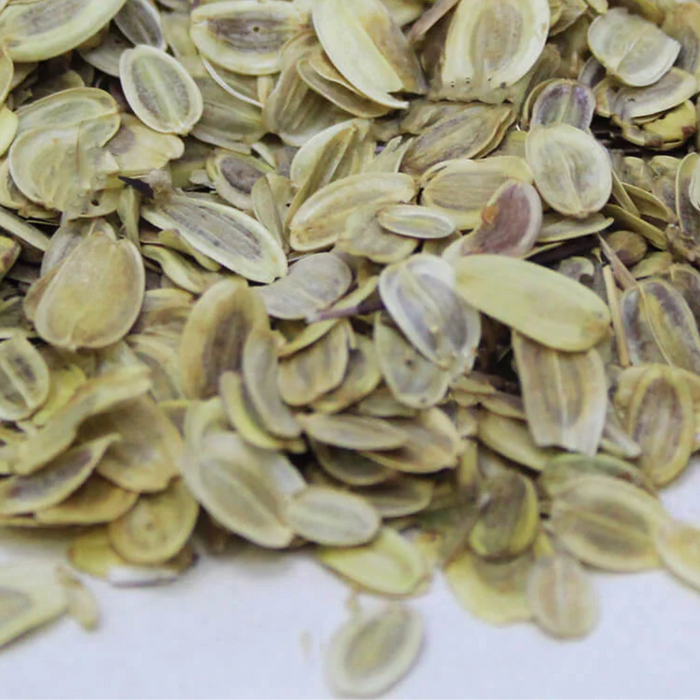 Tukhm e Hing / Asafoetida Seeds / تخم ہنگ