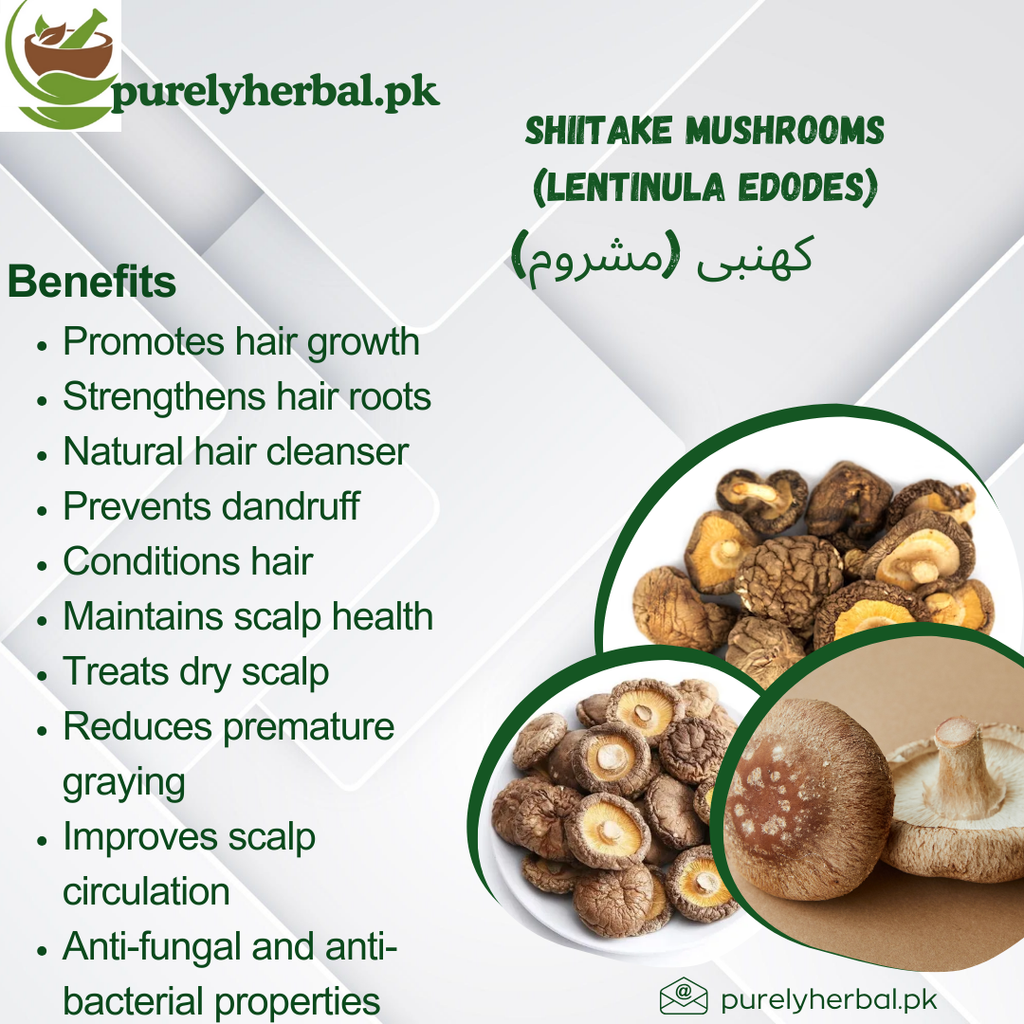 Khumbi mushroom / Shitake Mushrooms / Lentinula edodes / کھنبی مشروم