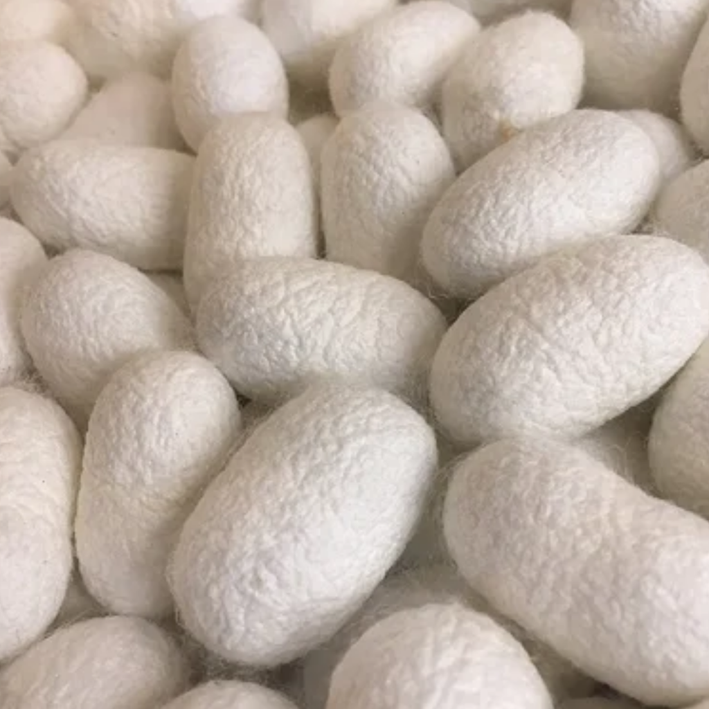 Abresham  / Silk Cocoon / ابریشم