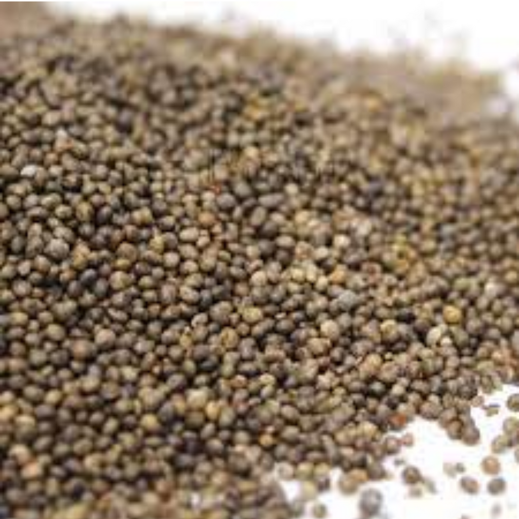 Kanocha / Phyllanthus maderaspatensis seeds / Madras Leaf Flower Seeds / تخم کنوچہ