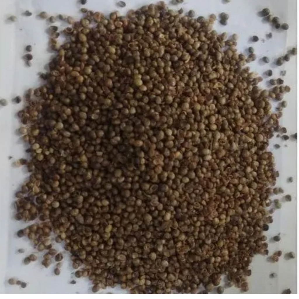 Kanocha / Phyllanthus maderaspatensis seeds / Madras Leaf Flower Seeds / تخم کنوچہ