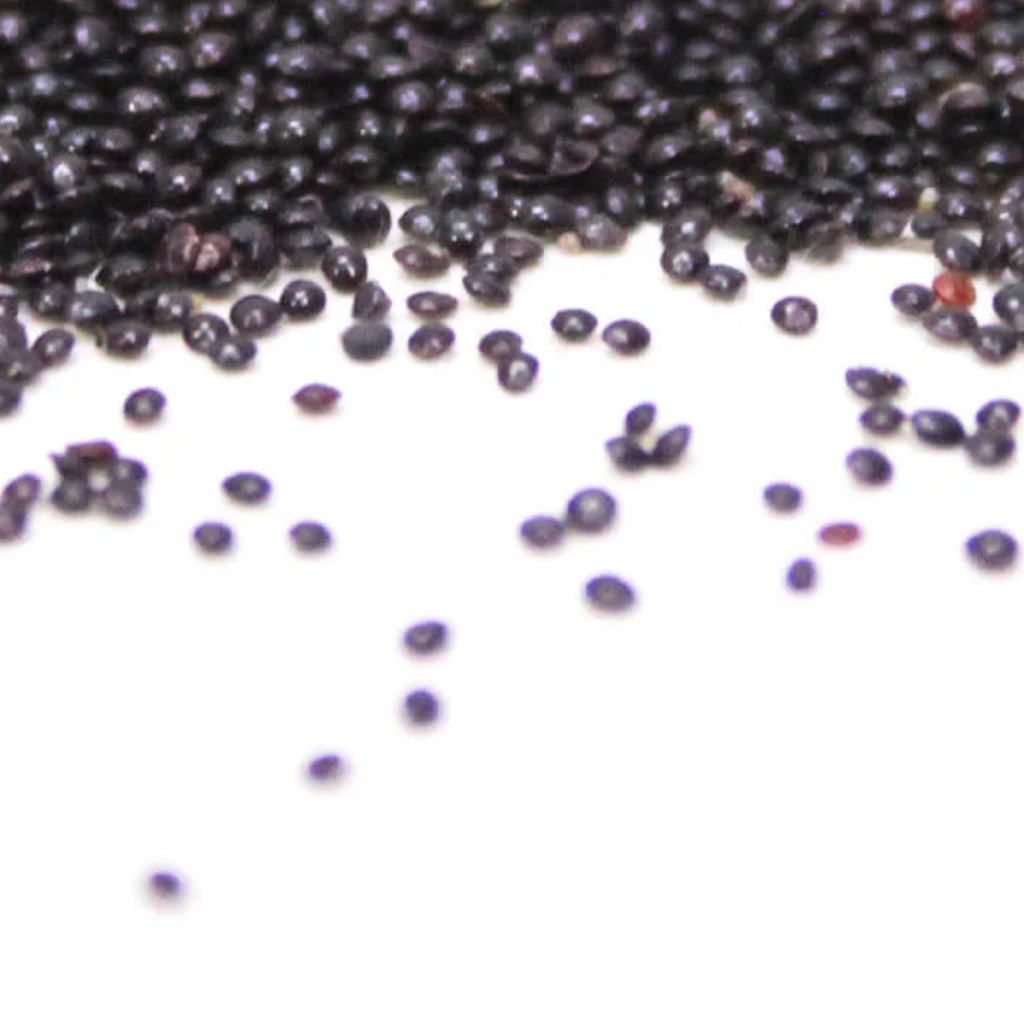 Salara / Plumed Cockscomb Seeds / Sirwali / سروالی /سلارہ