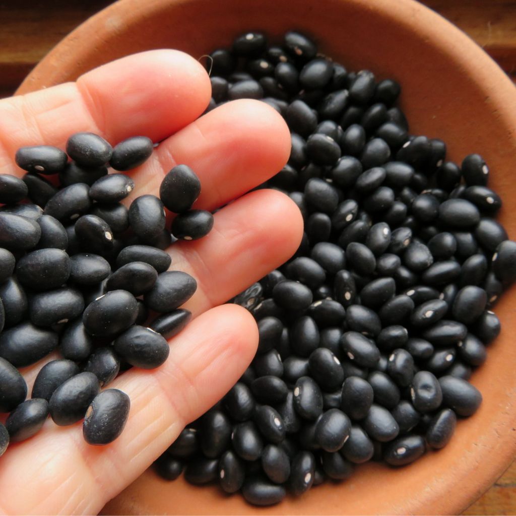 Tukhm e Baqla / Winged Beans /  Psophocarpus Seeds باقلہ