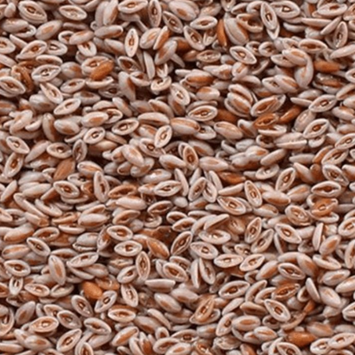 Ispaghol / Psyllium Ispaghol / ثابت اسپغول