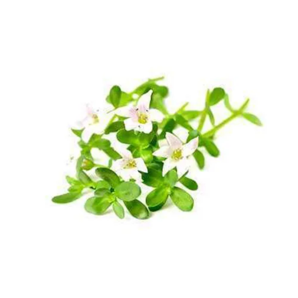 Jal Neem / Herpes Monnieri جل نیم