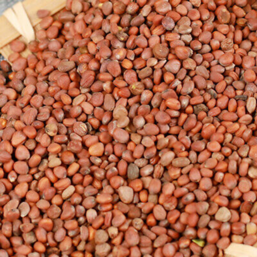 Tukhm e Moli / Radish Seeds / تخم مولی