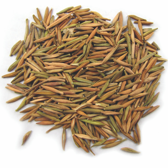 Indarjo Shireen / Wrightia Tinctoria Seeds / Pala Indigo / اندرجو شیریں