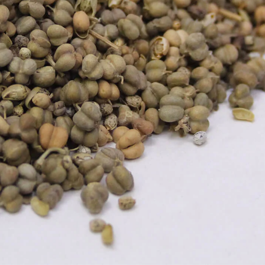 Tukhm e Sudab / Rue seeds / تخم سداب