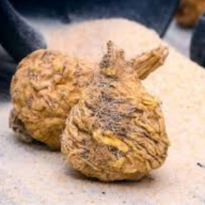 korr jar / Yellow Maca Roots کوڑ جڑ